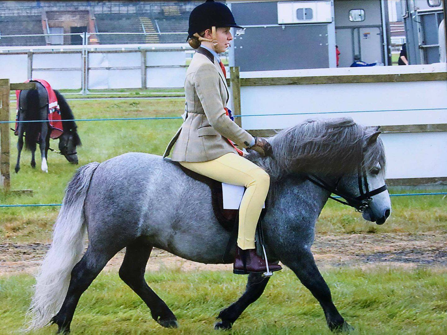 HAGRID OF CATCHPOOL - HOYS Qualified 2017, Standard Shetland Stallion